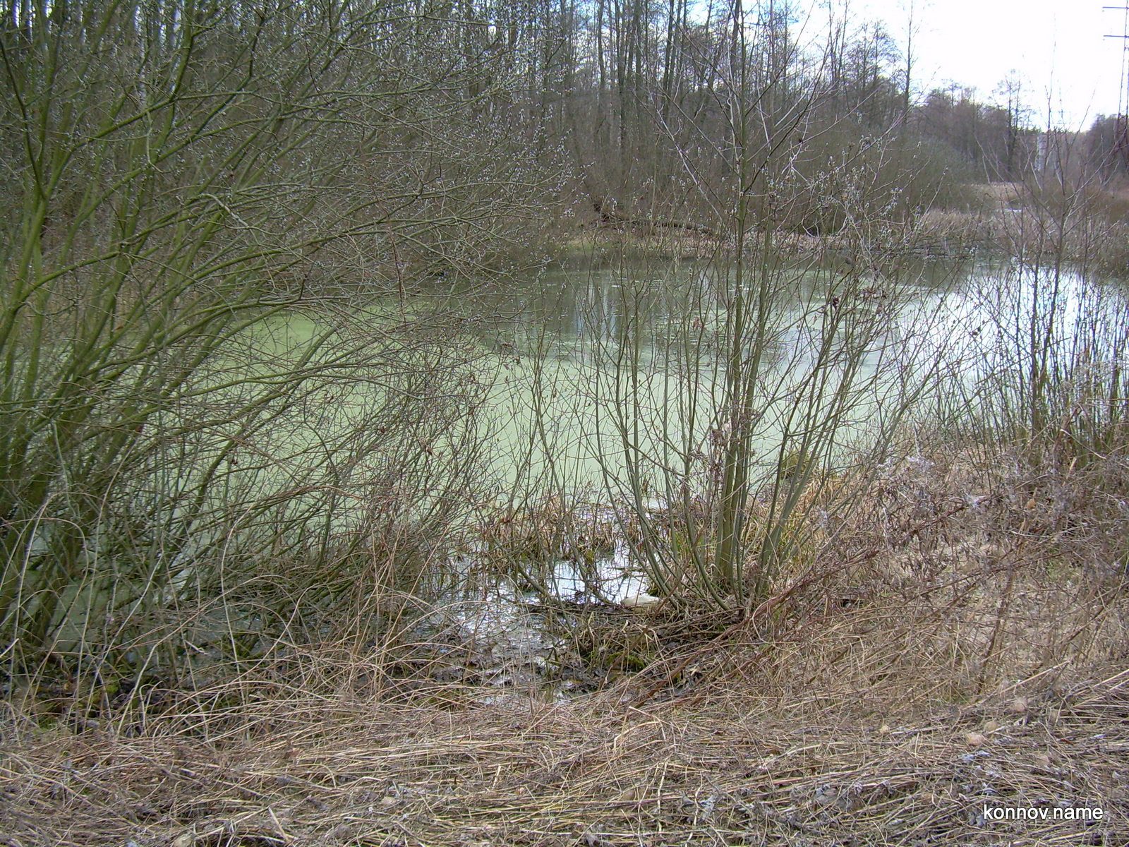 310054_original-9059471